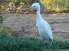 white egret a citizen